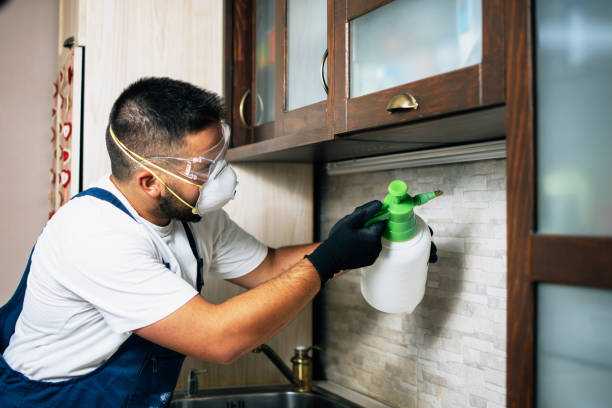 Best Cockroach Control Services  in St Martins, MO