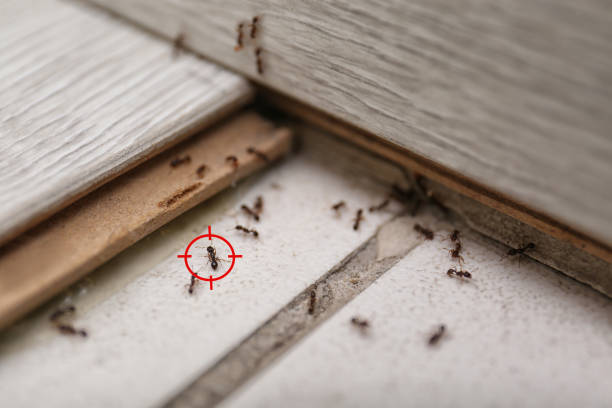 Best Emergency Pest Control  in St Martins, MO