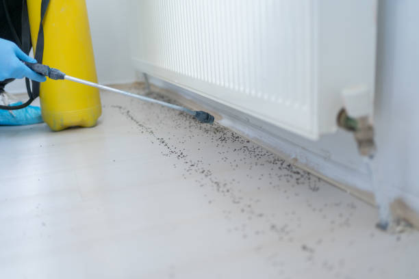 Best Wasp Removal Services  in St Martins, MO