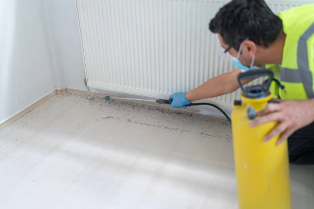 Best Termite Control Services  in St Martins, MO
